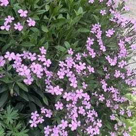 Photo of the plant species Rock Soapwort by @ProbableTipa named Kobe on Greg, the plant care app