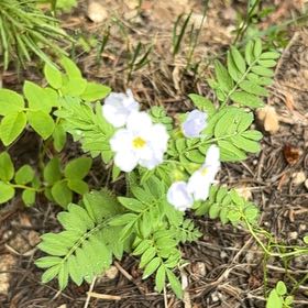 Photo of the plant species Pretty Jacob's-Ladder by @ProbableTipa named Aristotle on Greg, the plant care app