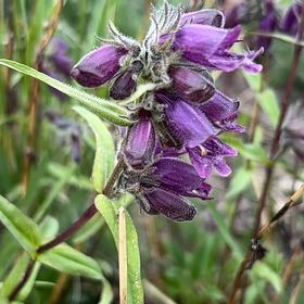 Photo of the plant species Meadow Sage by @ProbableTipa named Sonora on Greg, the plant care app