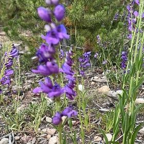 Photo of the plant species Doubtful Knight's-Spur by @ProbableTipa named Harper on Greg, the plant care app