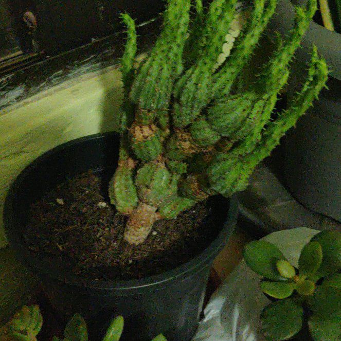Photo of the plant species Euphorbia tubiglans by @MarkedIroncross named Peter Parker on Greg, the plant care app
