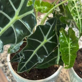 Photo of the plant species Italian Arum by @MovingSugarpine named Michelle Branch on Greg, the plant care app