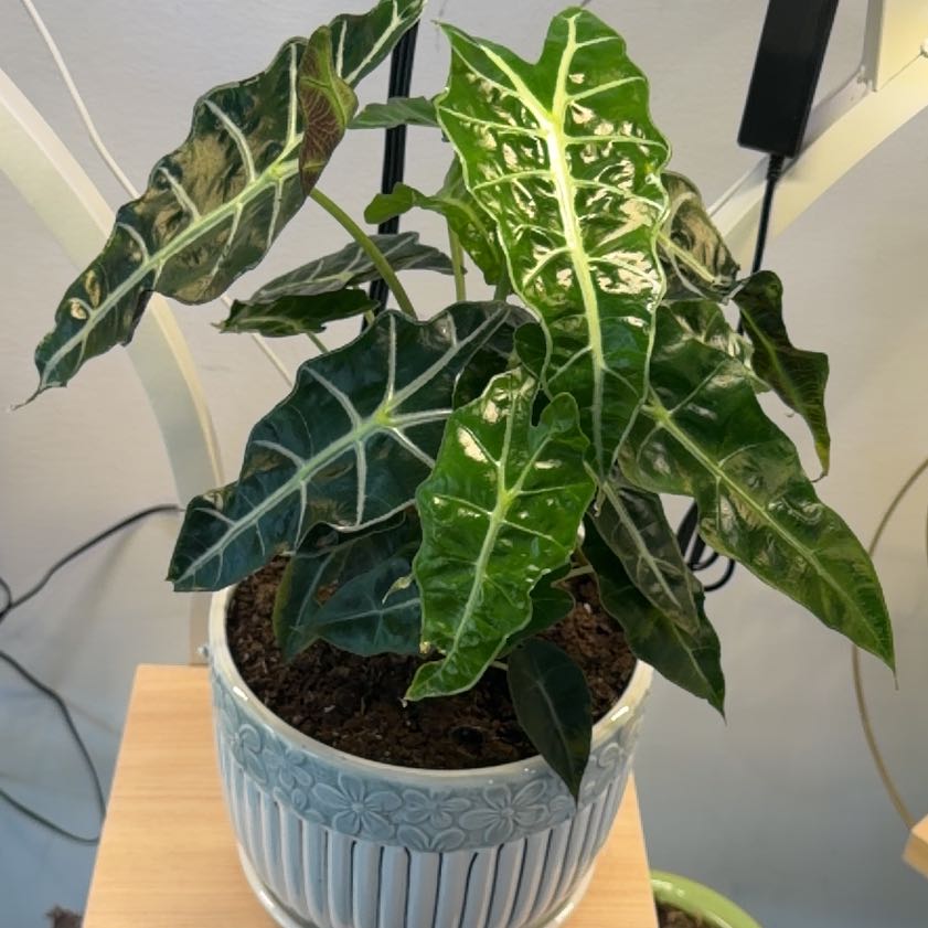 Photo of the plant species African Mask by @MovingSugarpine named Marley on Greg, the plant care app