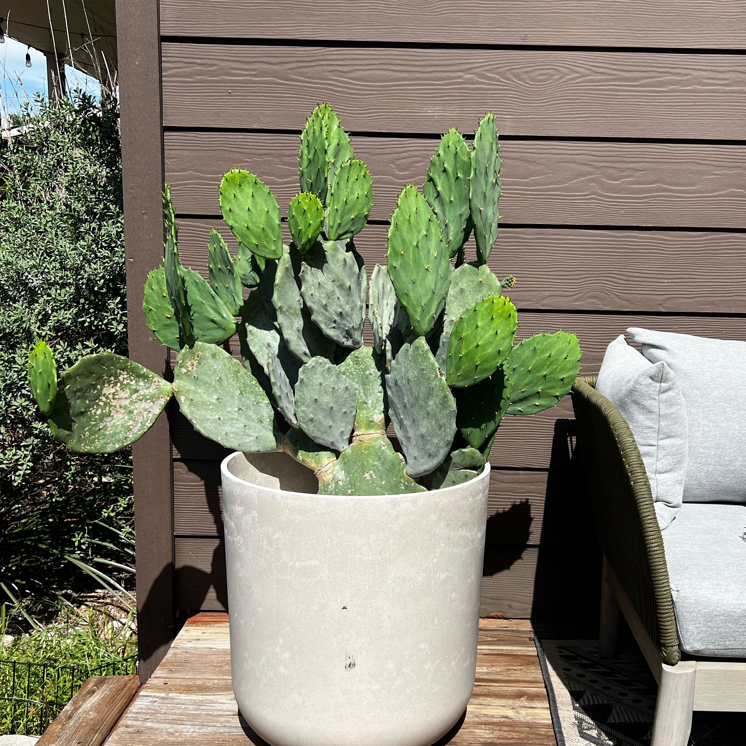 Photo of the plant species Old Mexico Prickly Pear by @DMSG named Tree Diddy on Greg, the plant care app