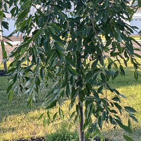 Photo of the plant species Weeping Cherry by @BrightThemiller named Sir Plancelot on Greg, the plant care app