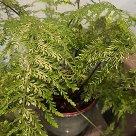 Photo of the plant species Mother Fern by @WillinglyRose named Naomi on Greg, the plant care app