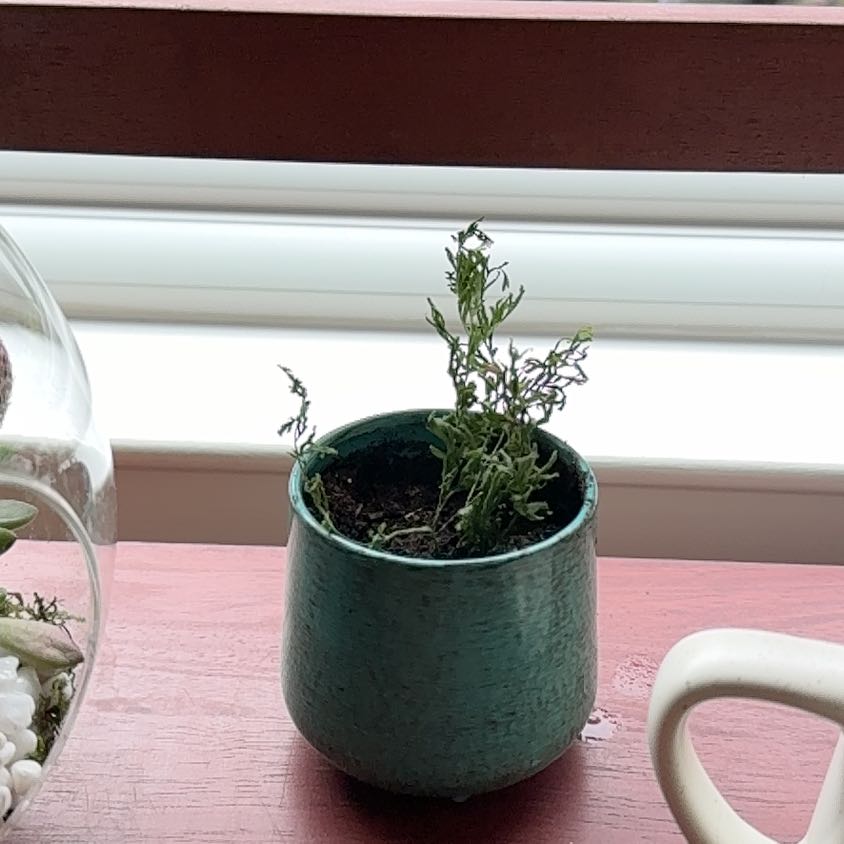 Photo of the plant species Mother Fern by @WillinglyRose named Sahara on Greg, the plant care app