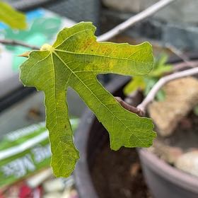 Photo of the plant species Brown Turkey Fig by @WillinglyRose named Figgy on Greg, the plant care app