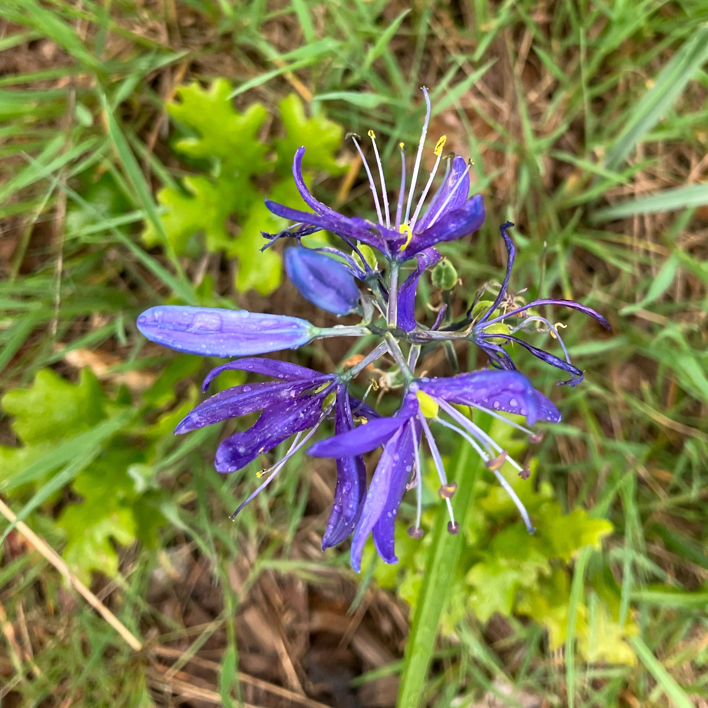 Photo of the plant species Camass by @ChampSpangletop named Captain Plant-it on Greg, the plant care app
