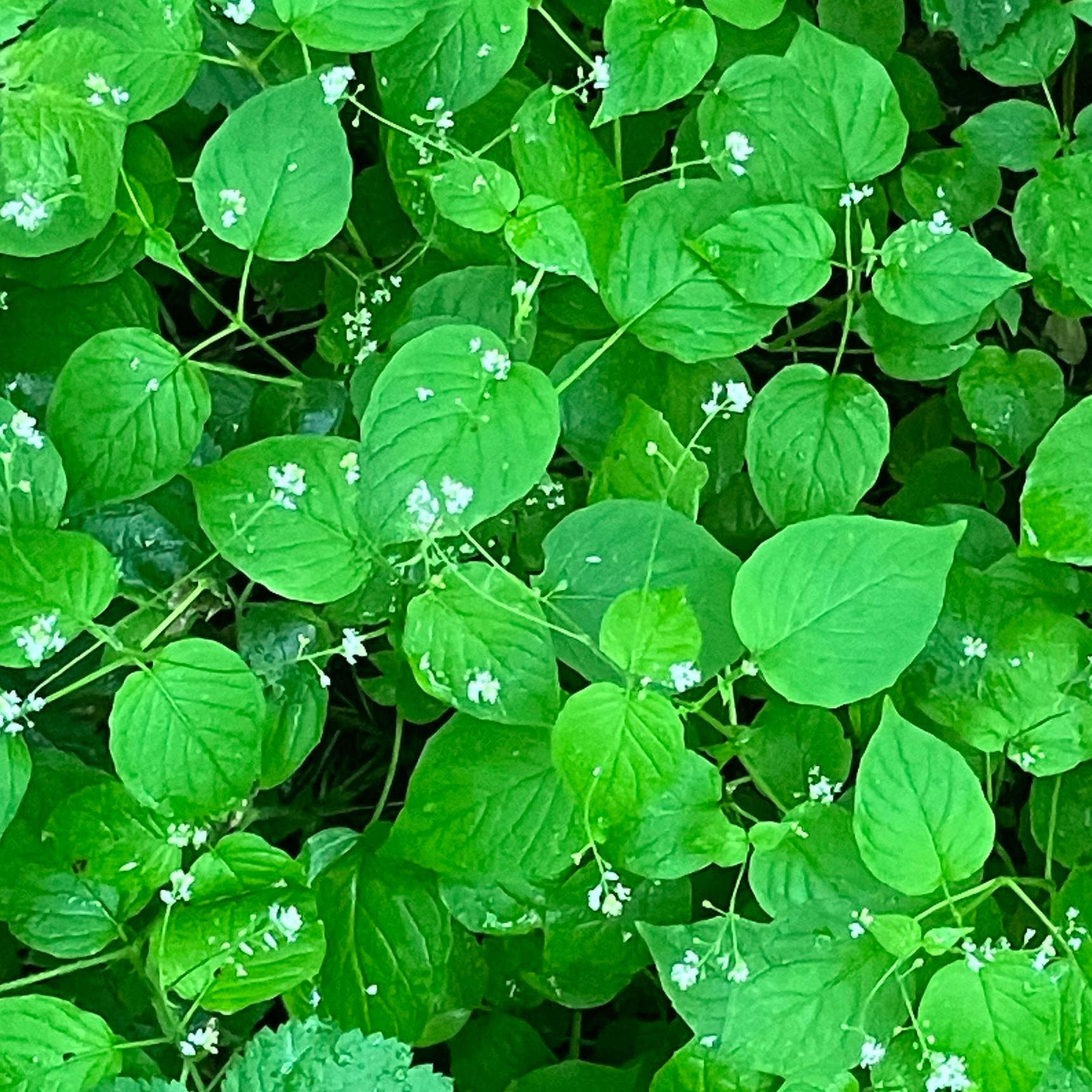 Photo of the plant species Alpine Enchanter’s-Nightshade by @ChampSpangletop named Eva on Greg, the plant care app