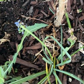 Photo of the plant species Grape Hyacinth by @CleverMoonstone named Harry on Greg, the plant care app