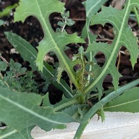 Photo of the plant species Oil Lettuce by @CleverMoonstone named Tree Diddy on Greg, the plant care app