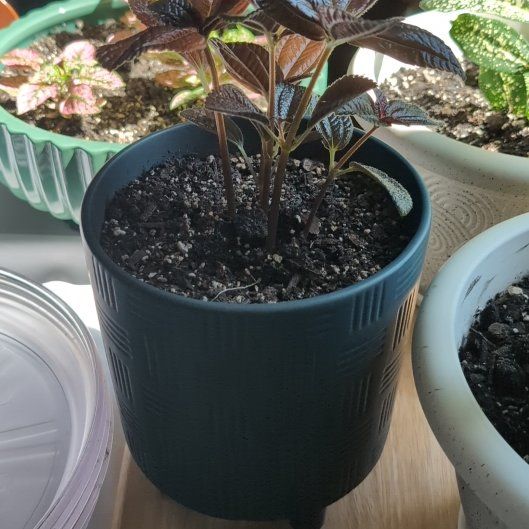 Photo of the plant species Silver Friendship Plant by @tphortonculture named Mr. Rogers on Greg, the plant care app