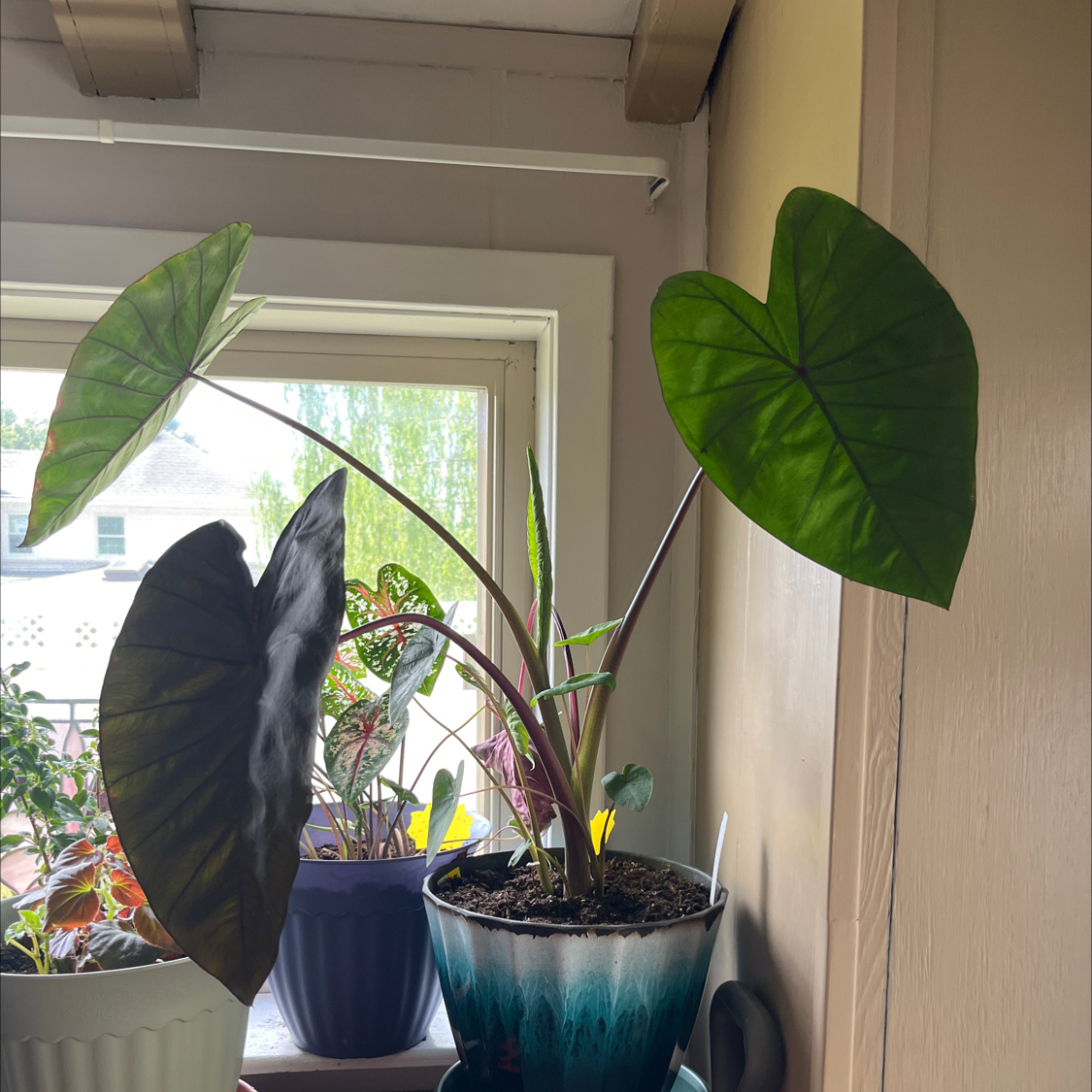 Photo of the plant species Elephant Ear by @WarmRattleweed named Kobe on Greg, the plant care app