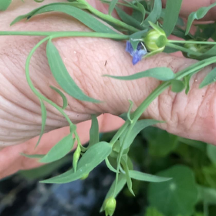 Photo of the plant species Caley Pea by @YeveTunicflower named Scarlett on Greg, the plant care app