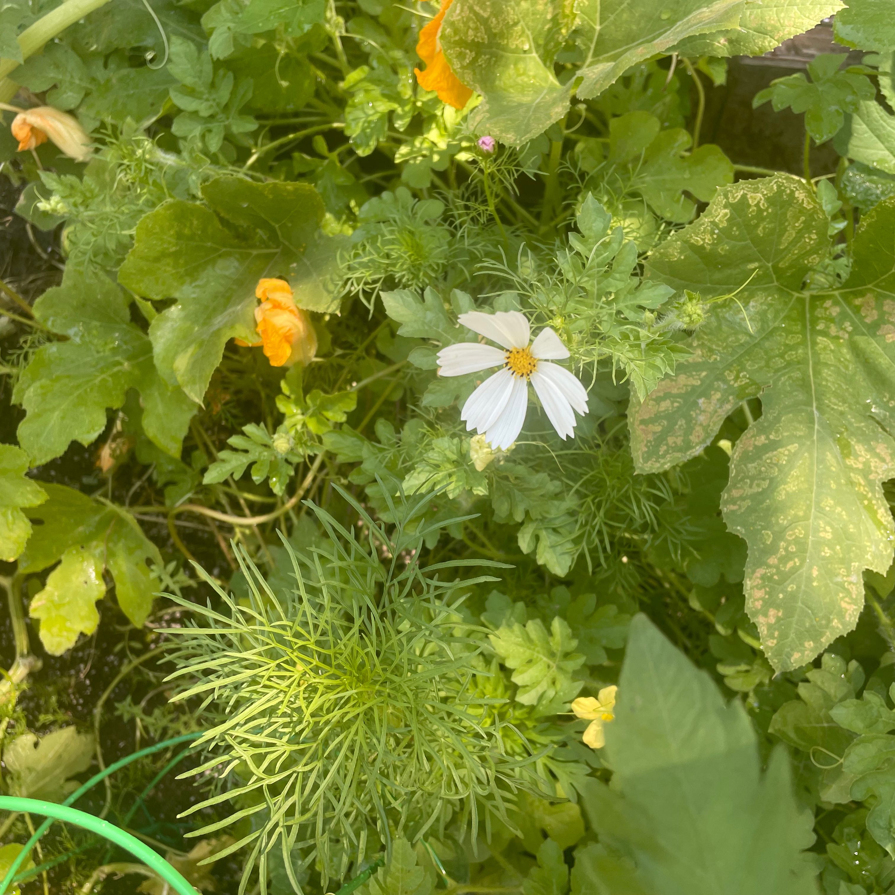Photo of the plant species Scentless Mayweed by @YeveTunicflower named Terra on Greg, the plant care app