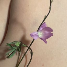 Photo of the plant species Longstalk Cranesbill by @YeveTunicflower named Michelle Branch on Greg, the plant care app
