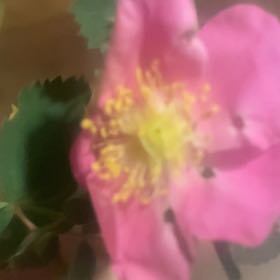 Photo of the plant species California Wildrose by @YeveTunicflower named Beckham on Greg, the plant care app