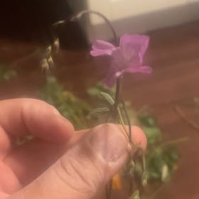 Photo of the plant species Longstalk Cranesbill by @YeveTunicflower named Gaga on Greg, the plant care app