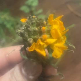 Photo of the plant species Alfalfa by @YeveTunicflower named Queen on Greg, the plant care app
