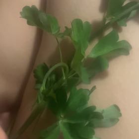 Photo of the plant species Blister Buttercup by @YeveTunicflower named Stella on Greg, the plant care app