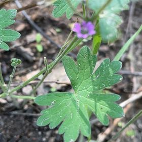 Photo of the plant species Dovefoot Geranium by @YeveTunicflower named Harper on Greg, the plant care app