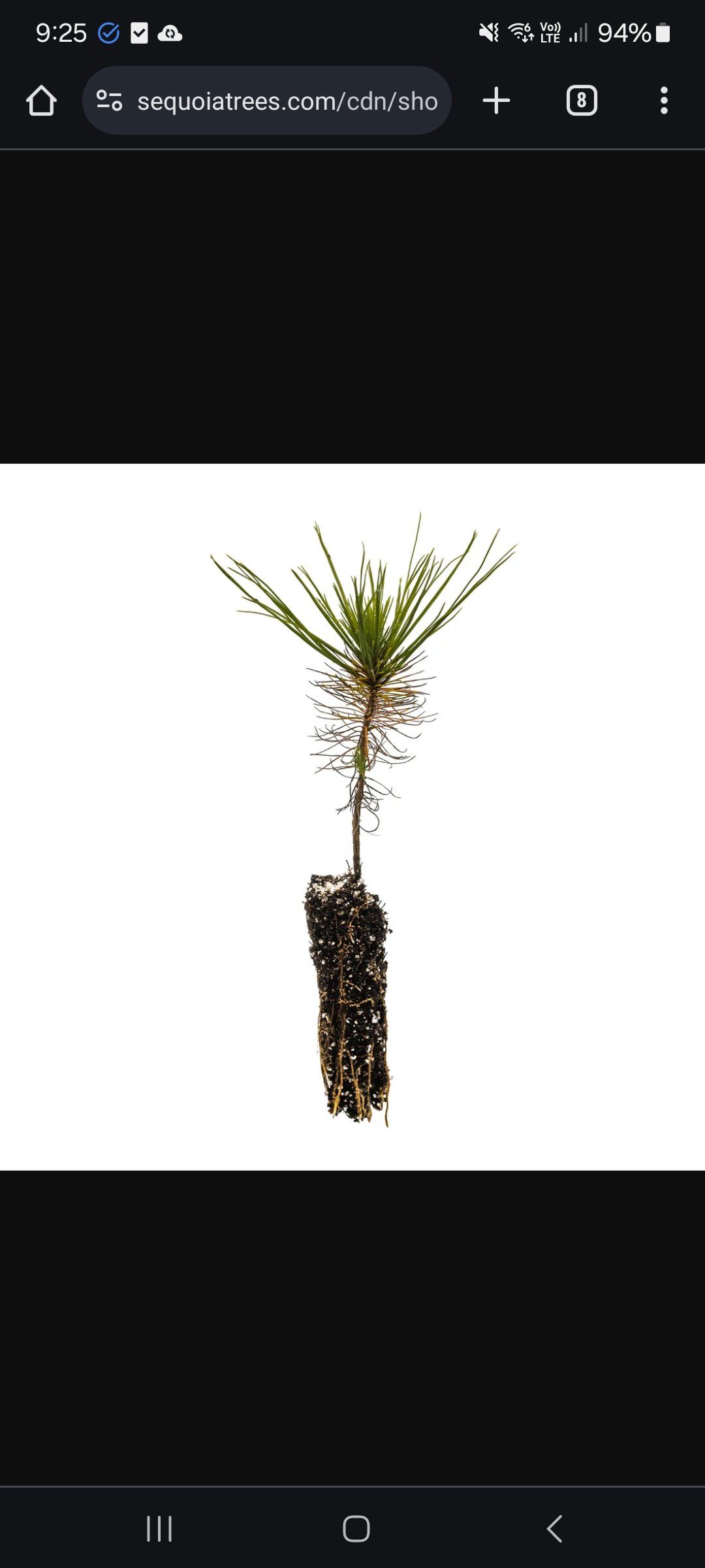 Photo of the plant species Mexican Weeping Pine by @TenderTormentil named Cash cow on Greg, the plant care app