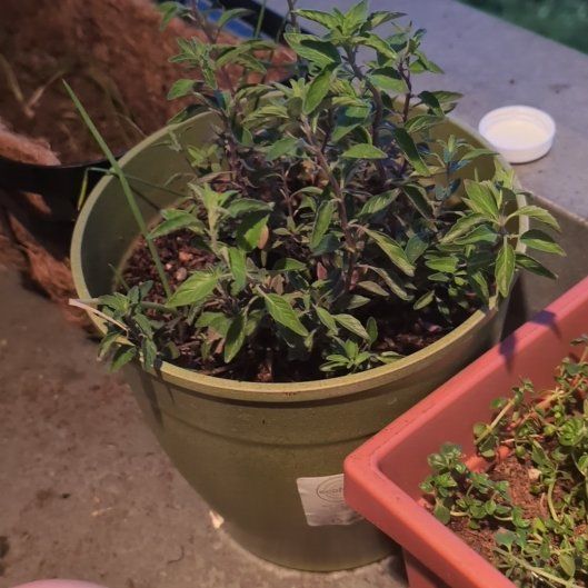 Photo of the plant species Coyote Mint by @ToughPigeonplum named Huckleberry Fern on Greg, the plant care app