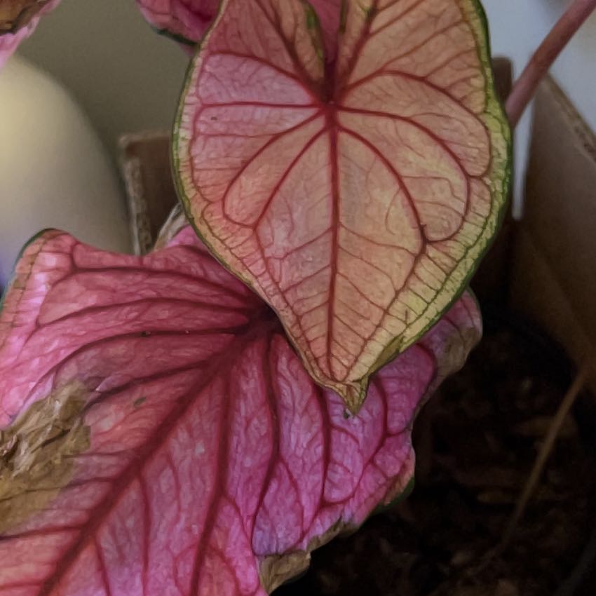 Photo of the plant species Puppy Love Caladium by @RoundSilktree named Scarlett on Greg, the plant care app
