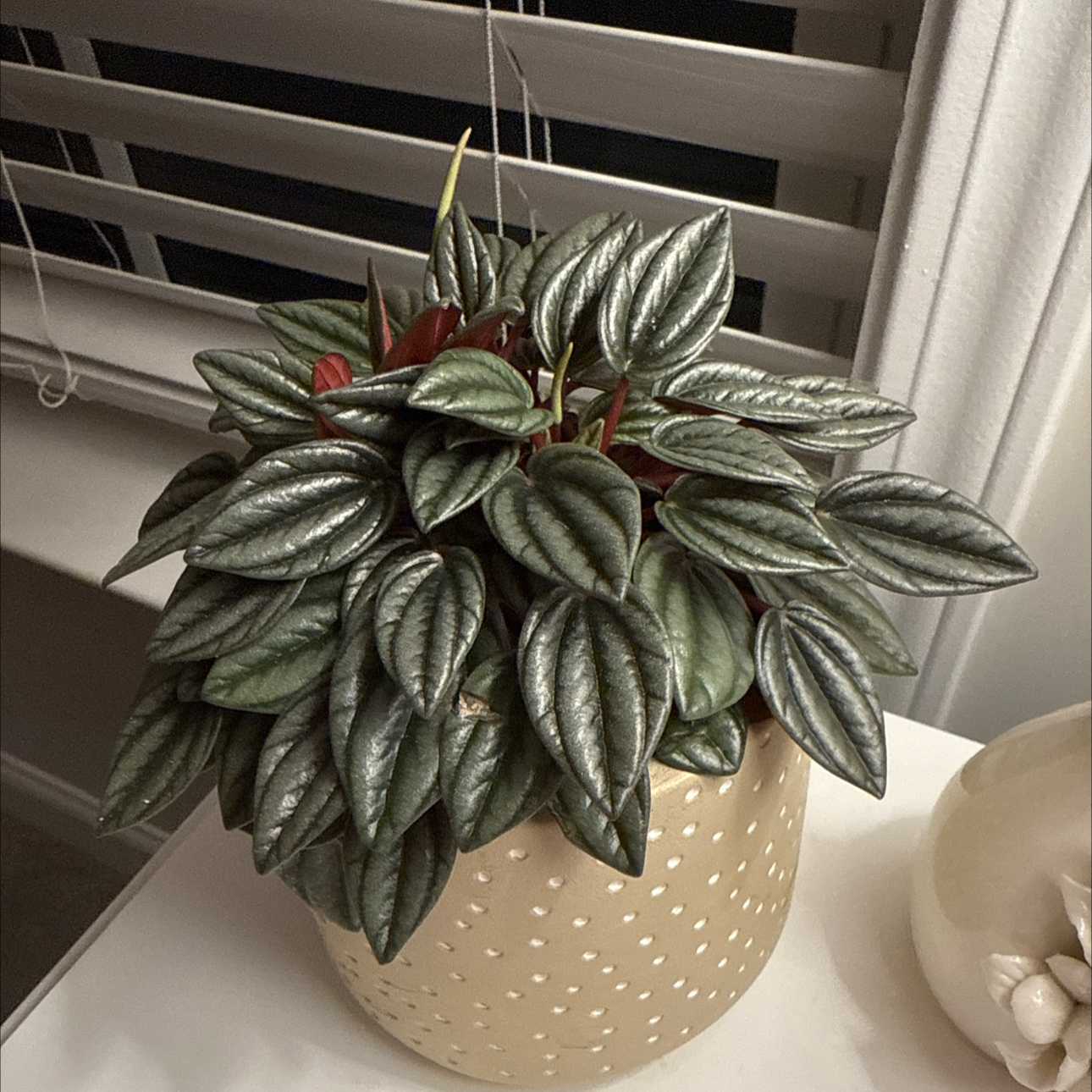 Photo of the plant species Peperomia San Marino by @DebonairZelkova named Felix on Greg, the plant care app
