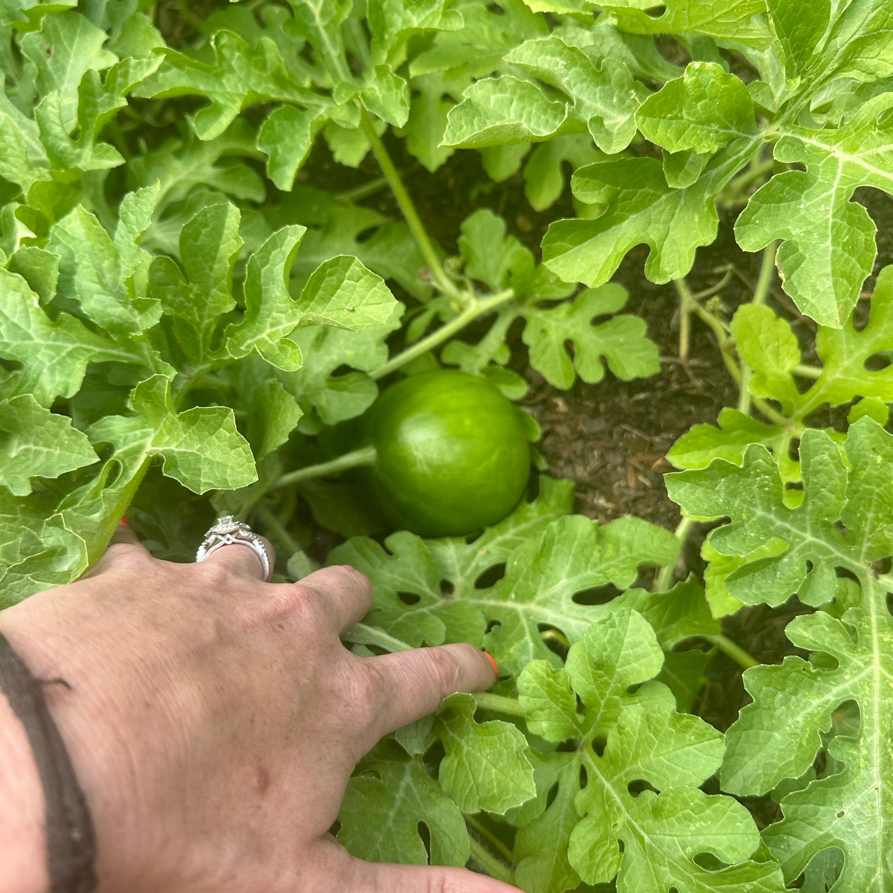 Plant care for Fat Leaf Snake Plant on Greg, the plant care app