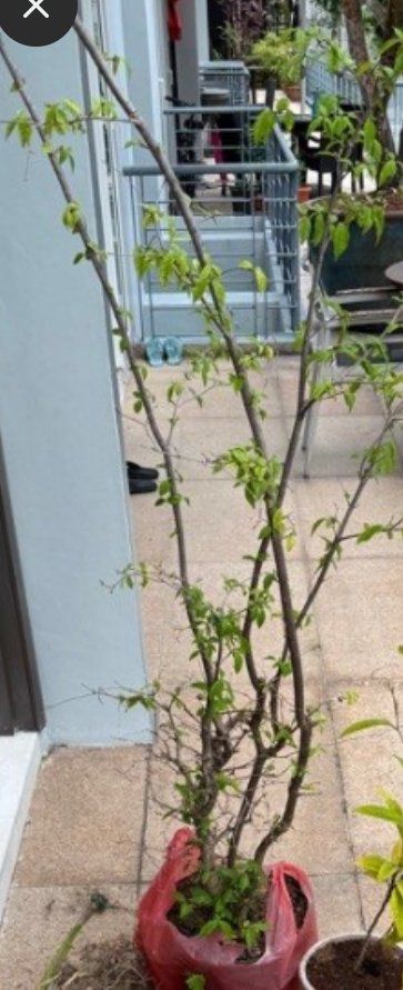 Photo of the plant species Water Jasmine by @AficionadaAnise named Mando on Greg, the plant care app