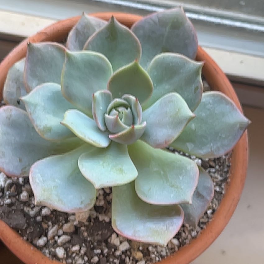 Photo of the plant species Echeveria by @SmartOyamelfir named Leaf Erickson on Greg, the plant care app