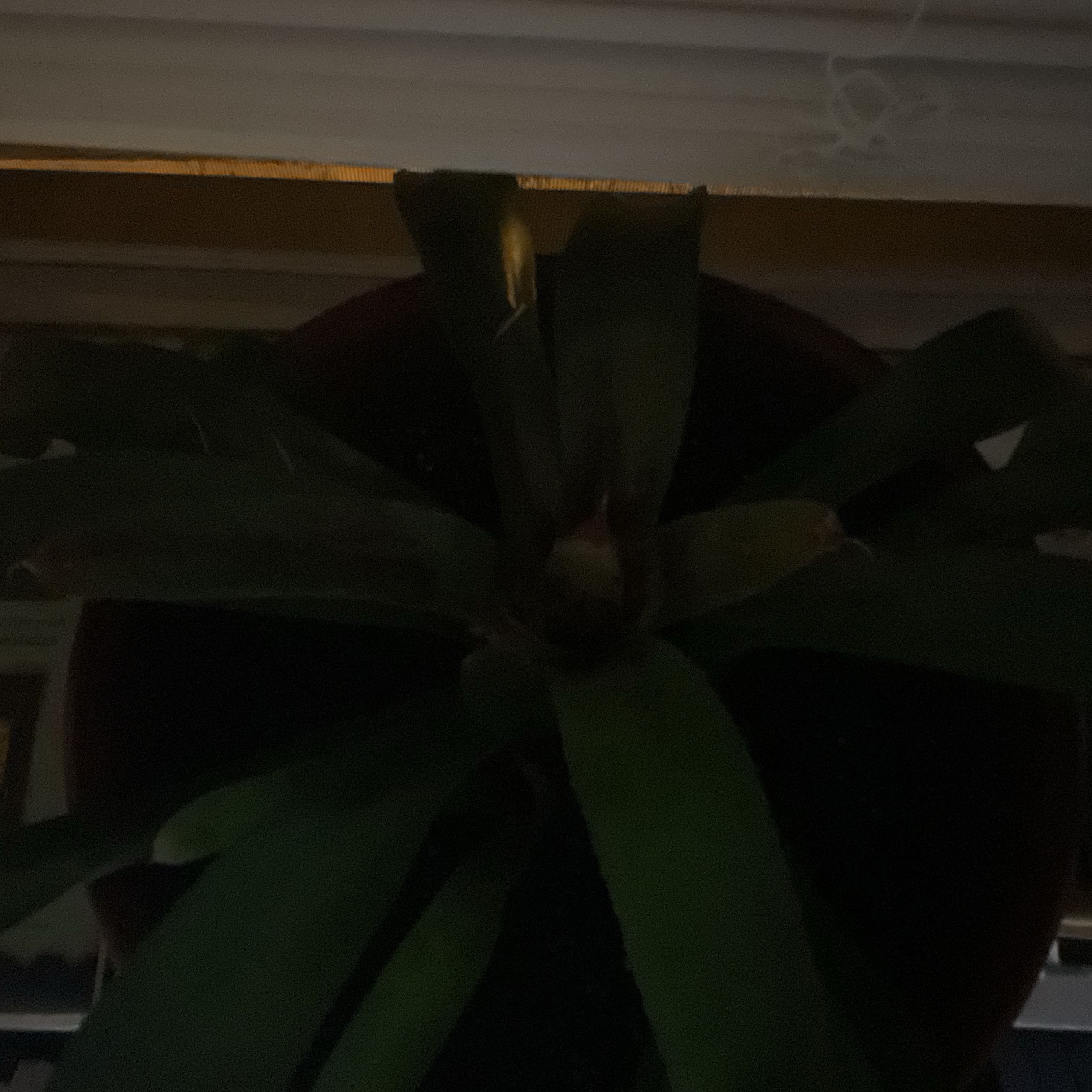 Photo of the plant species Painted Fingernail Bromeliad by @ProponentofNeem named Dartagnan on Greg, the plant care app