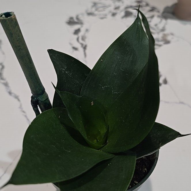 Photo of the plant species Black Jade Snake plant by @Luciana2993 named Lola on Greg, the plant care app