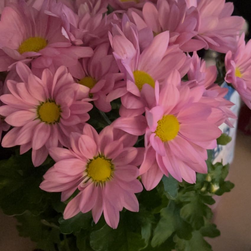 Photo of the plant species Florist's Daisy by @sydneyradecki named Austen on Greg, the plant care app