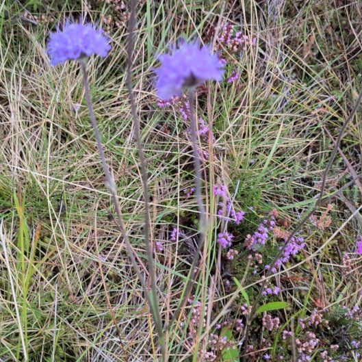 Photo of the plant species Devilsbit by @CentralCornbind named Tupot amaroot on Greg, the plant care app