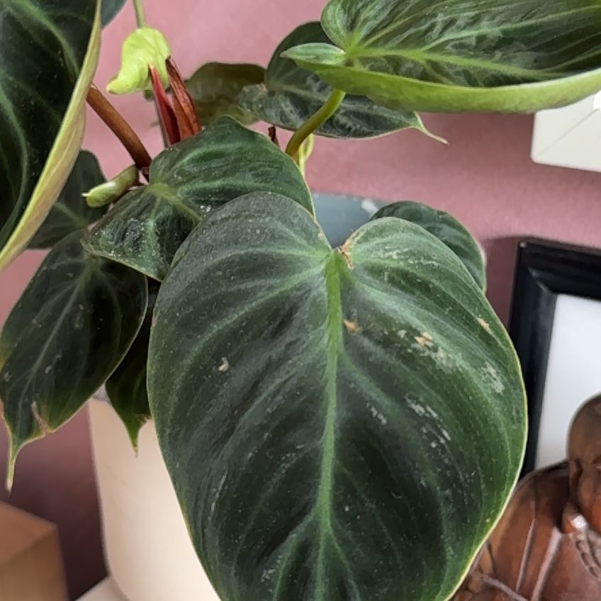 Photo of the plant species Philodendron El Choco Red by @QuickWildpansy named Doja Cat on Greg, the plant care app
