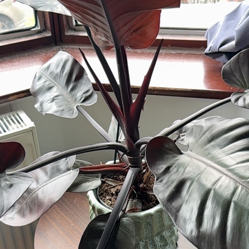 Photo of the plant species Philodendron 'Black Cardinal' by @QuickWildpansy named Rihanna on Greg, the plant care app