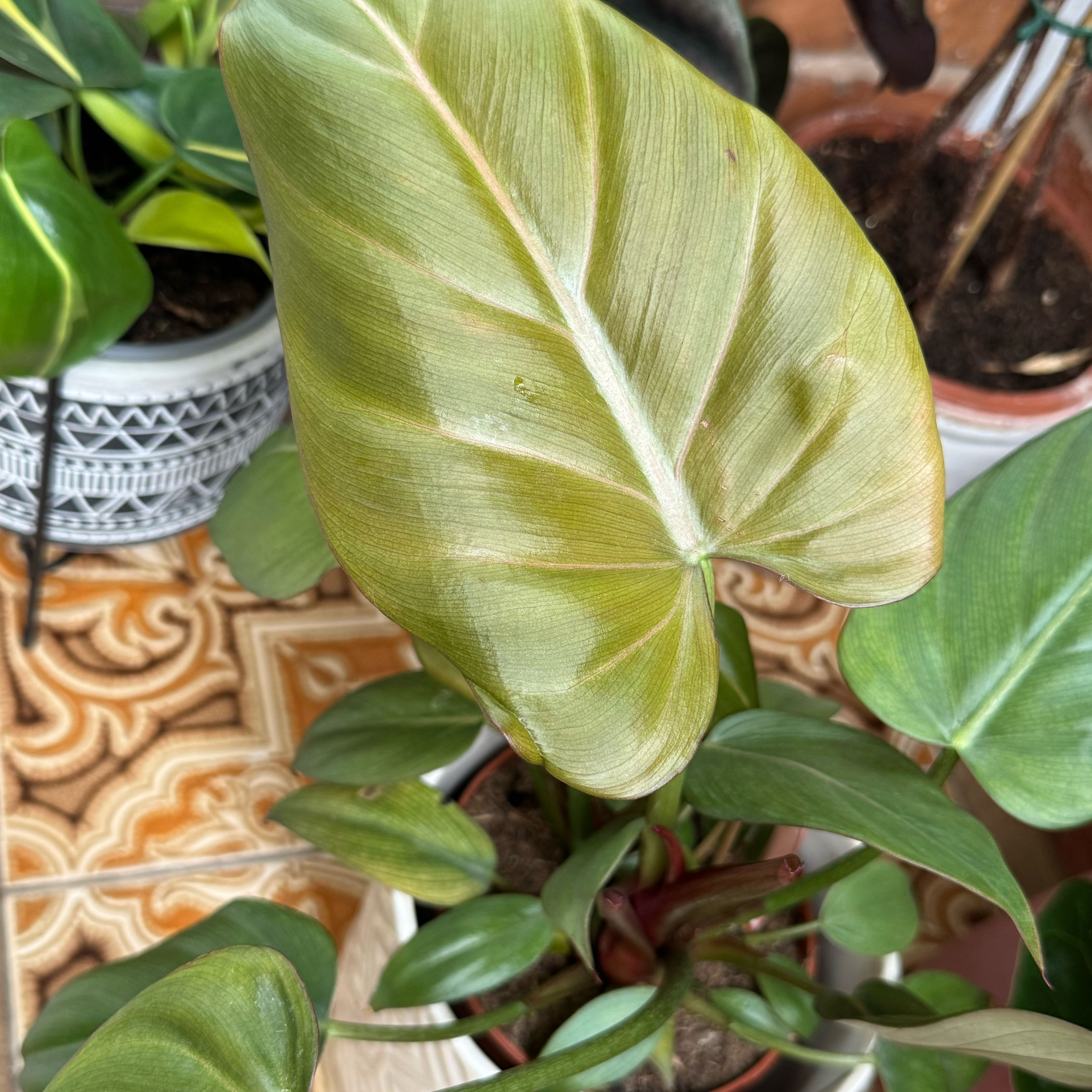 Photo of the plant species Philodendron 'Summer Glory' by @QuickWildpansy named Terra on Greg, the plant care app