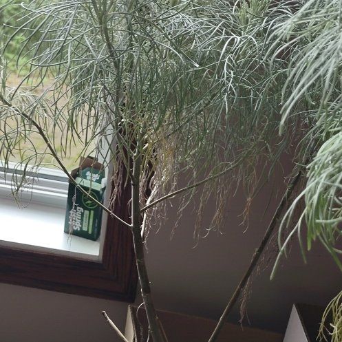 Photo of the plant species Wormwood by @StarFeltbush named Flow on Greg, the plant care app