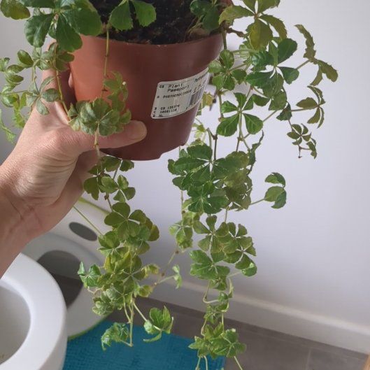 Photo of the plant species Virginia Creeper by @SilkyYerbamansa named Surya on Greg, the plant care app