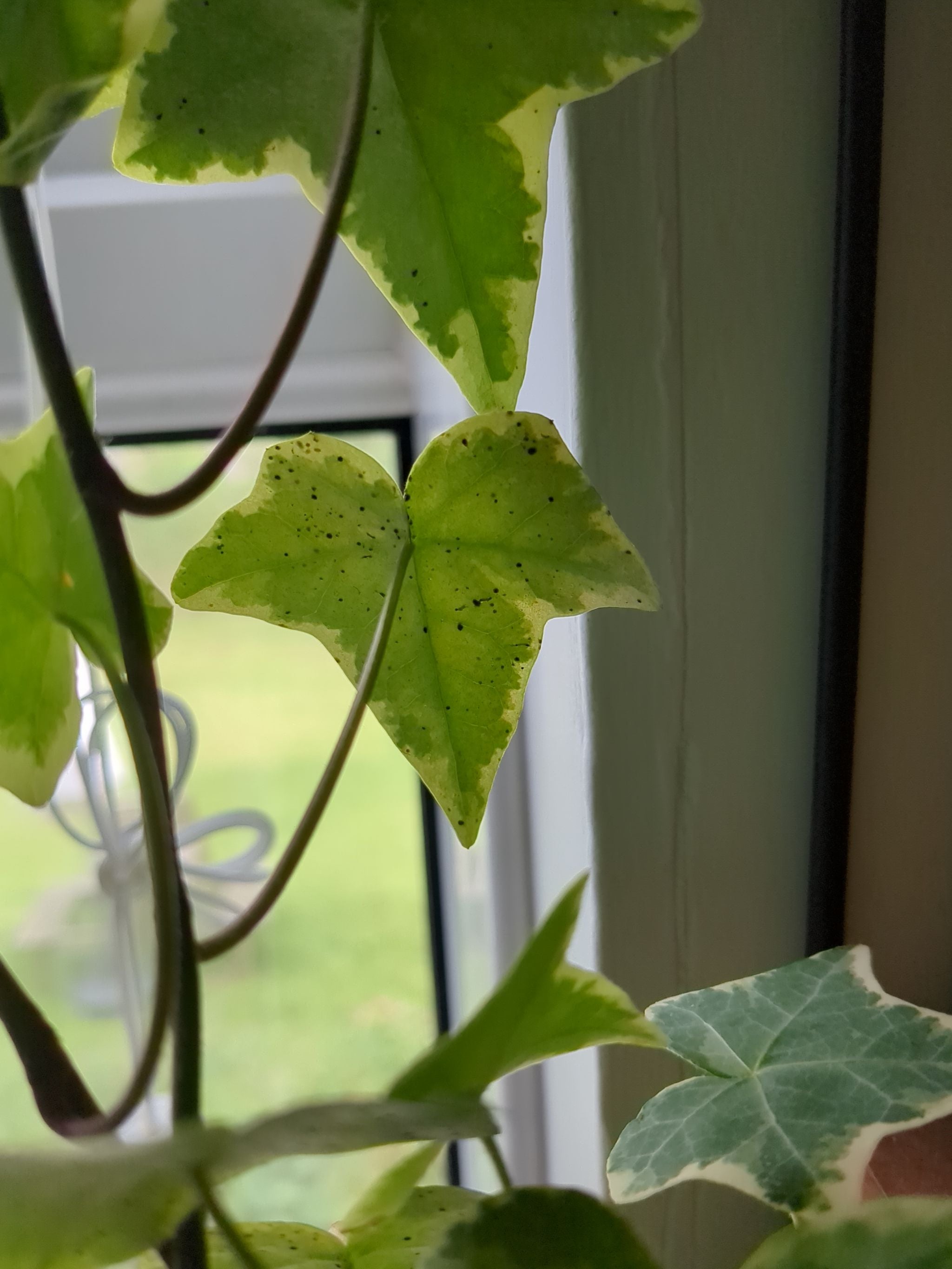 Needlepoint Ivy Plant Care Water, Light, Nutrients Greg App 🌱