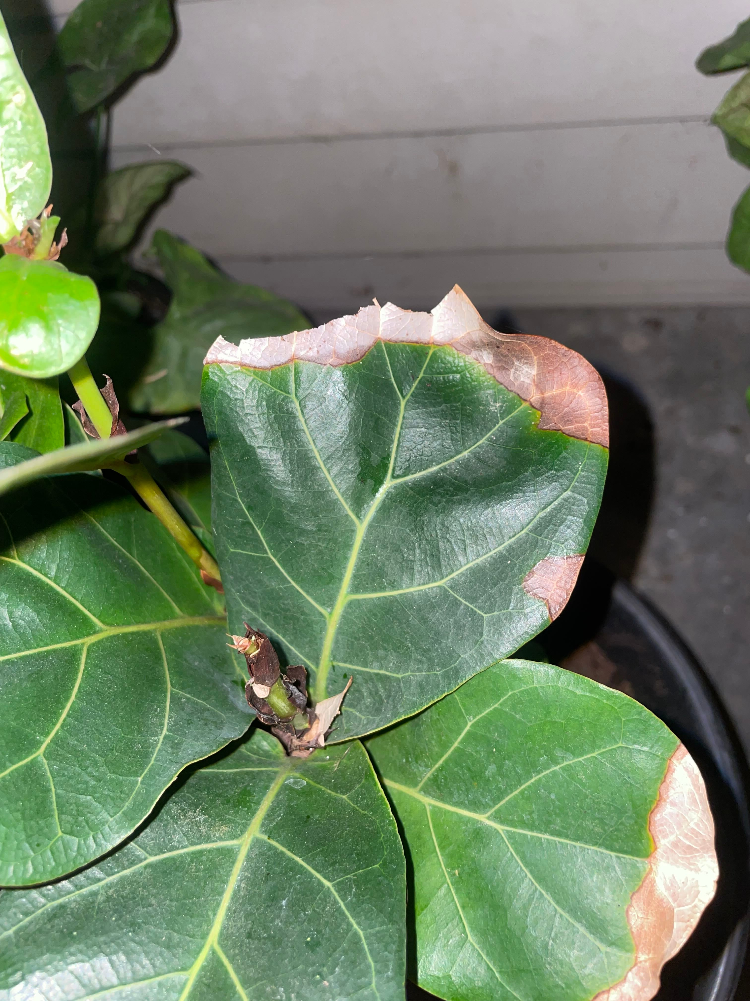 🌳 Where Can Bodhi Tree Grow? Zones 10a12b