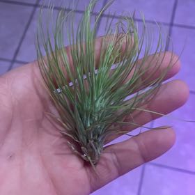 Photo of the plant species Tillandsia andreana by @SoberSpirit999 named Walt on Greg, the plant care app