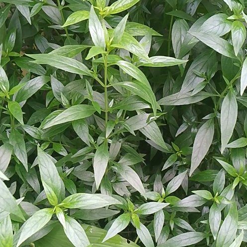 Photo of the plant species Creat by @SlickSnowflower named Orwell on Greg, the plant care app