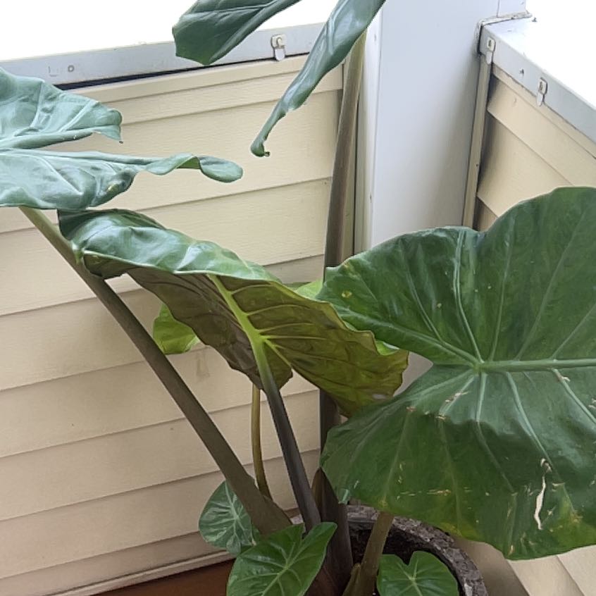Photo of the plant species Kuching Mask Elephant Ear by @VocalCurlyslim named Sherlock on Greg, the plant care app
