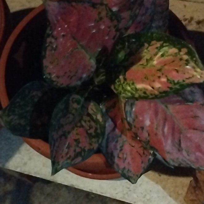 Photo of the plant species Aglaonema 'Pink Anyamanee' by @BusyBellpepper named Jerry on Greg, the plant care app