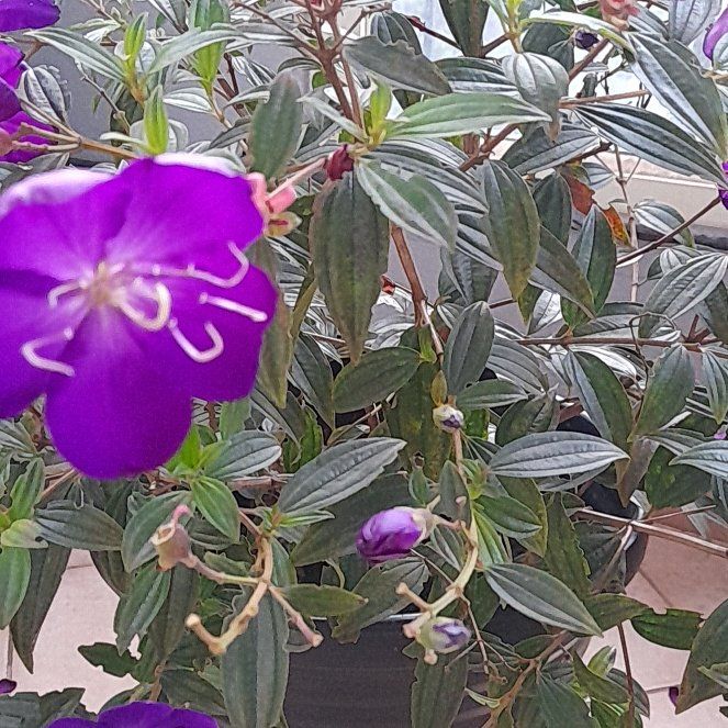 Photo of the plant species Indian Rhododendron by @DeftGlacierlily named Violet on Greg, the plant care app