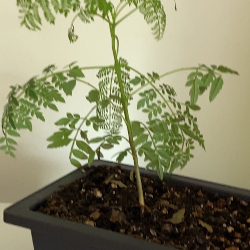 Photo of the plant species Brazilian Rosewood by @SugarBucaneve named Fernie Saunders on Greg, the plant care app